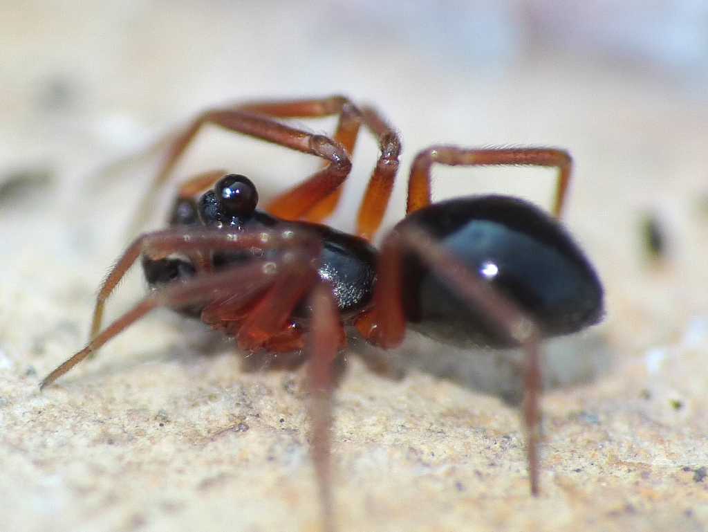 Occhi di Linyphiidae maschio - Tolfa (RM)
